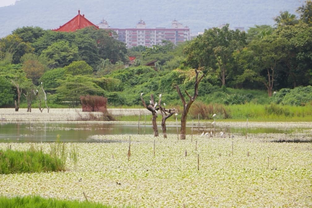 高雄好玩私房景點推薦Top24:免費景點、親子一日遊、打卡祕境 洲仔濕地公園|高雄自然景點