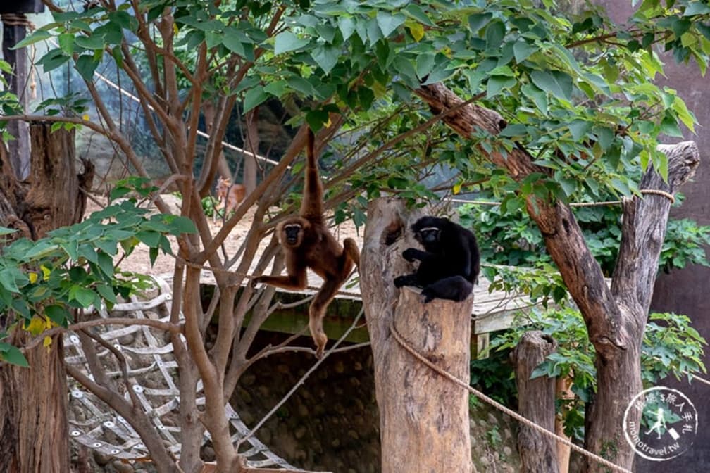 打敗內灣、六福村!「新竹最夯景點」半年吸228萬人,看動物、賞花還能走廟 打敗內灣、六福村!「新竹最夯景點」半年吸228萬人,看動物、賞花還能走廟