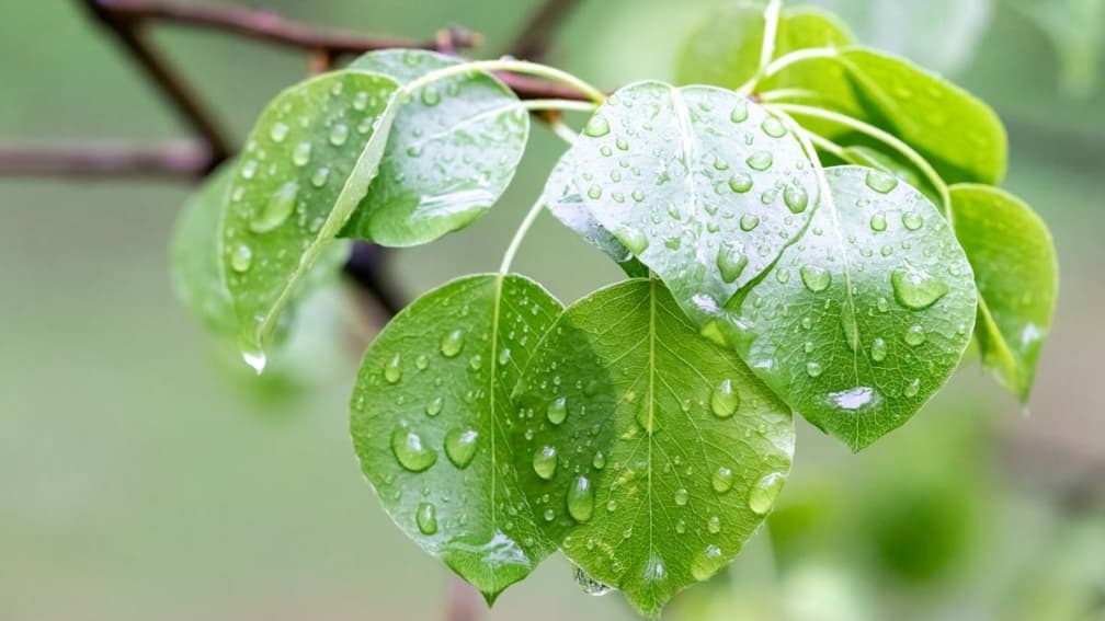 2/18雨水由來習俗禁忌一次看!3生肖遇水則發,存摺擺對位置可招財