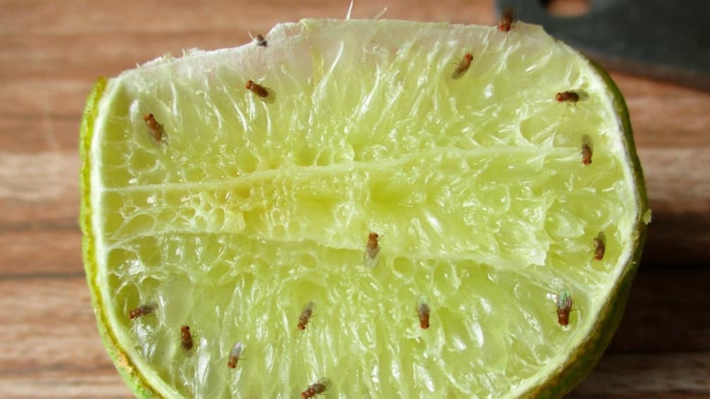 家裡突然很多果蠅怎麼辦?內行人靠「1招」1天全消滅,不需要使用殺蟲劑