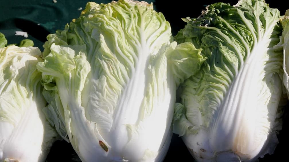 大白菜葉子有黑點能吃嗎?怎麼樣算壞掉?菜販給答案:看到「這狀況」別食用
