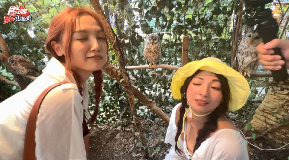 彷彿走入童話小鎮!巧遇滿滿貓頭鷹超呆萌,風田餐廳脫光趕泡湯 彷彿走入童話小鎮!巧遇滿滿貓頭鷹超呆萌,風田餐廳脫光趕泡湯