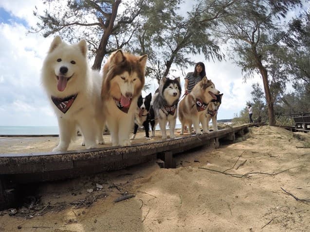 寵物旅遊:放浪澎湖 帶狗狗逐浪菊島最美海灣