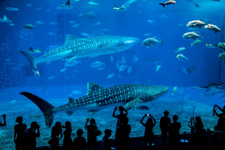 這個沖繩的水族館美得像假的!