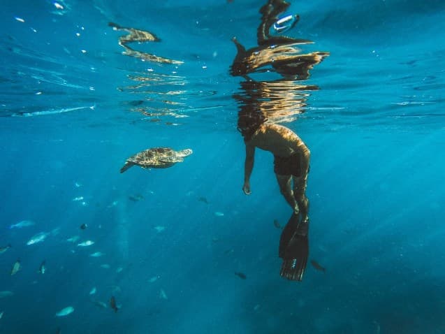 海裡看海龜、船上看海豚!浮潛經驗值0也能跟海龜同游大海