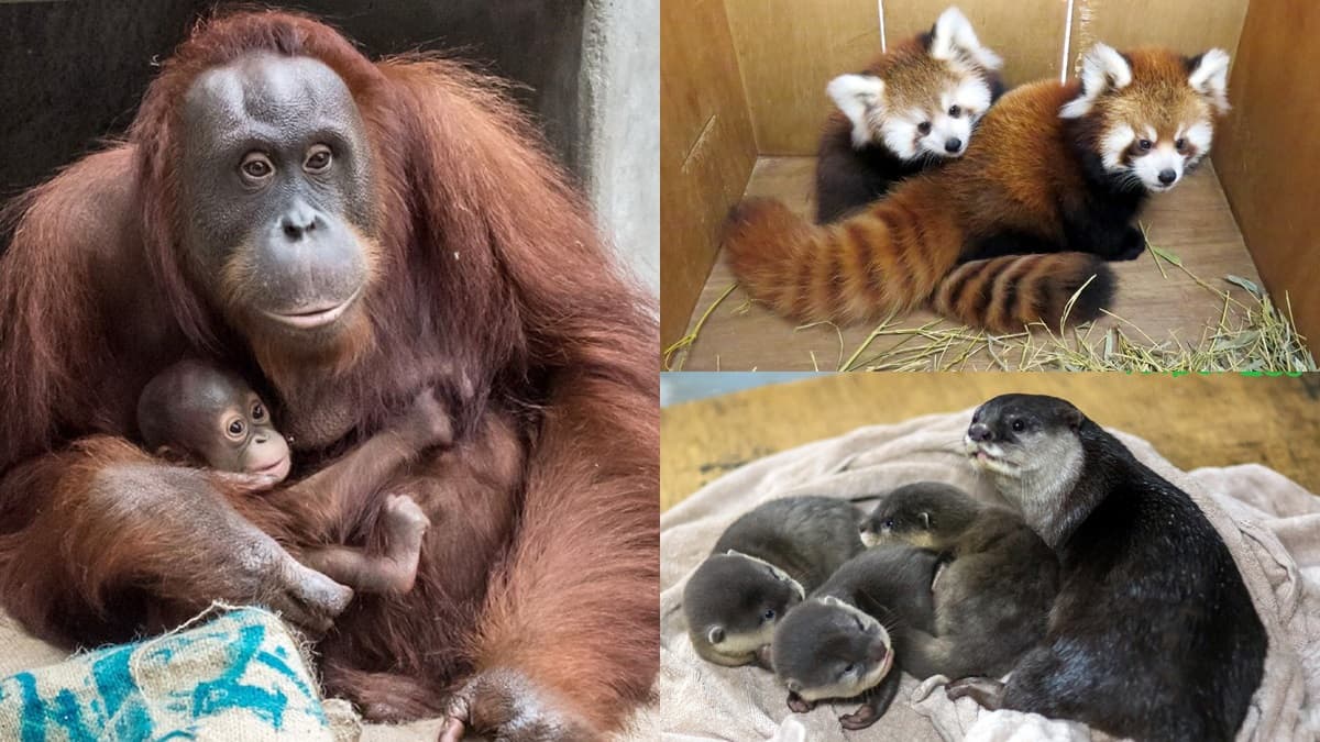 動物園過耶誕!新生寶寶初報到,動物保暖出奇招!