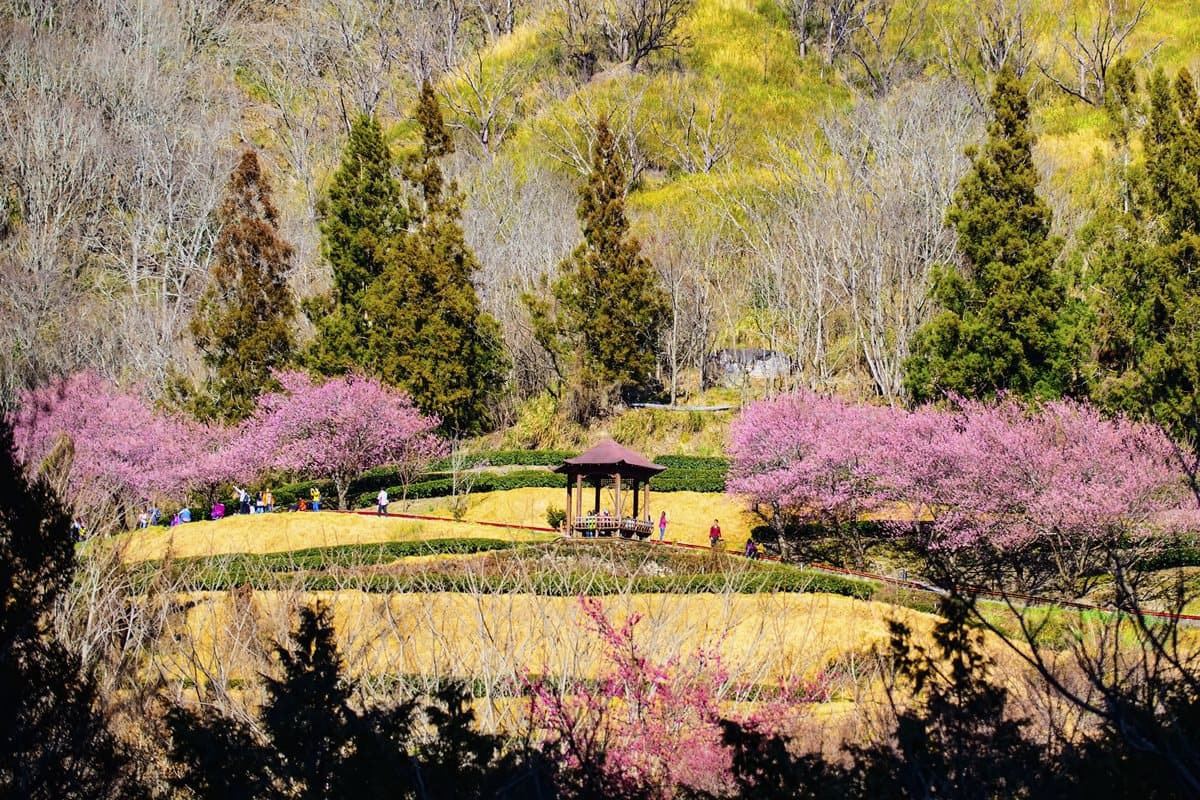 全台5大「花系列」主題農場 春節必玩 全台5大「花系列」主題農場 春節必玩