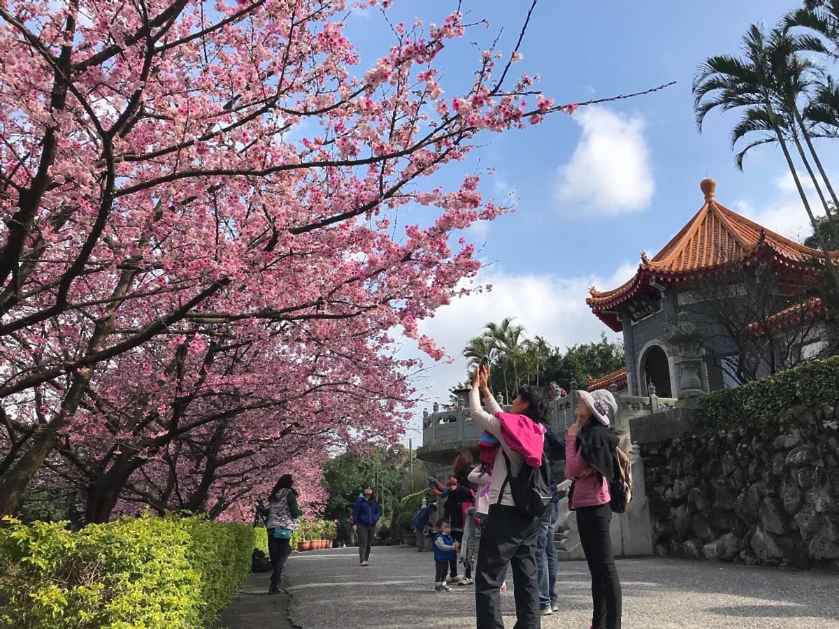 一路美到3月底!全台賞花20熱點:台版「富良野」、台灣鬱金香故鄉、金橘花海瀑布 一路美到3月底!全台賞花20熱點:台版「富良野」、台灣鬱金香故鄉、金橘花海瀑布
