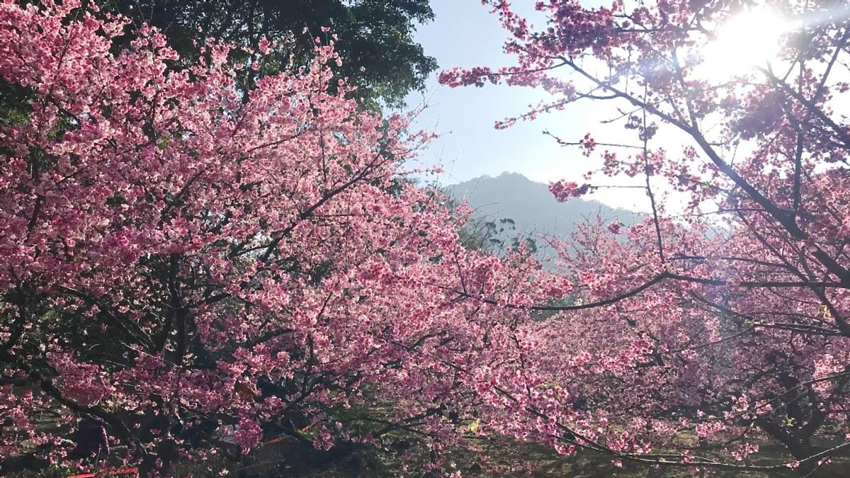 一路美到3月底!全台賞花20熱點:台版「富良野」、台灣鬱金香故鄉、金橘花海瀑布 一路美到3月底!全台賞花20熱點:台版「富良野」、台灣鬱金香故鄉、金橘花海瀑布