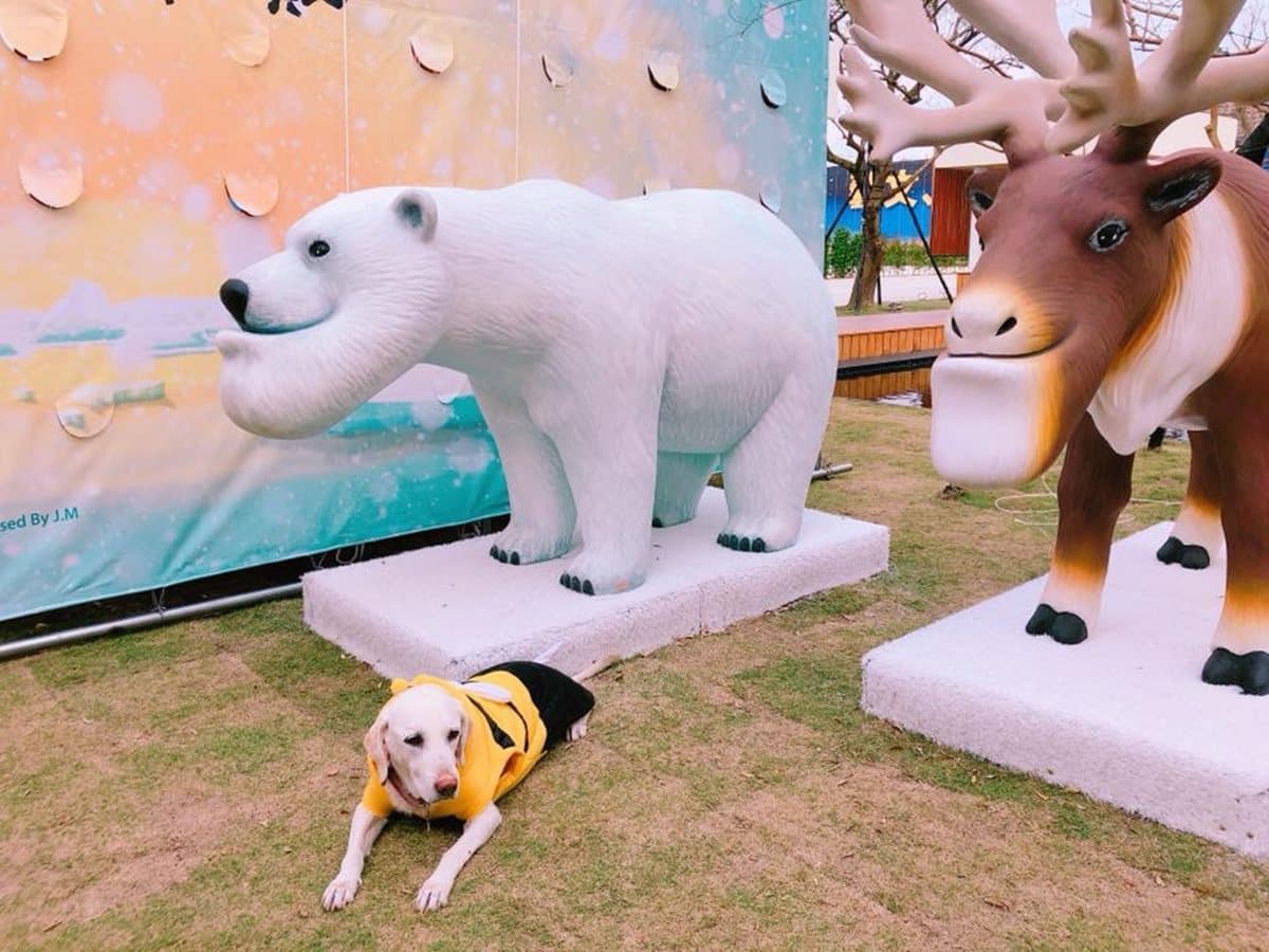 戽斗動物迷有福了!戽斗星球展門票只送不賣 戽斗動物迷有福了!戽斗星球展門票只送不賣