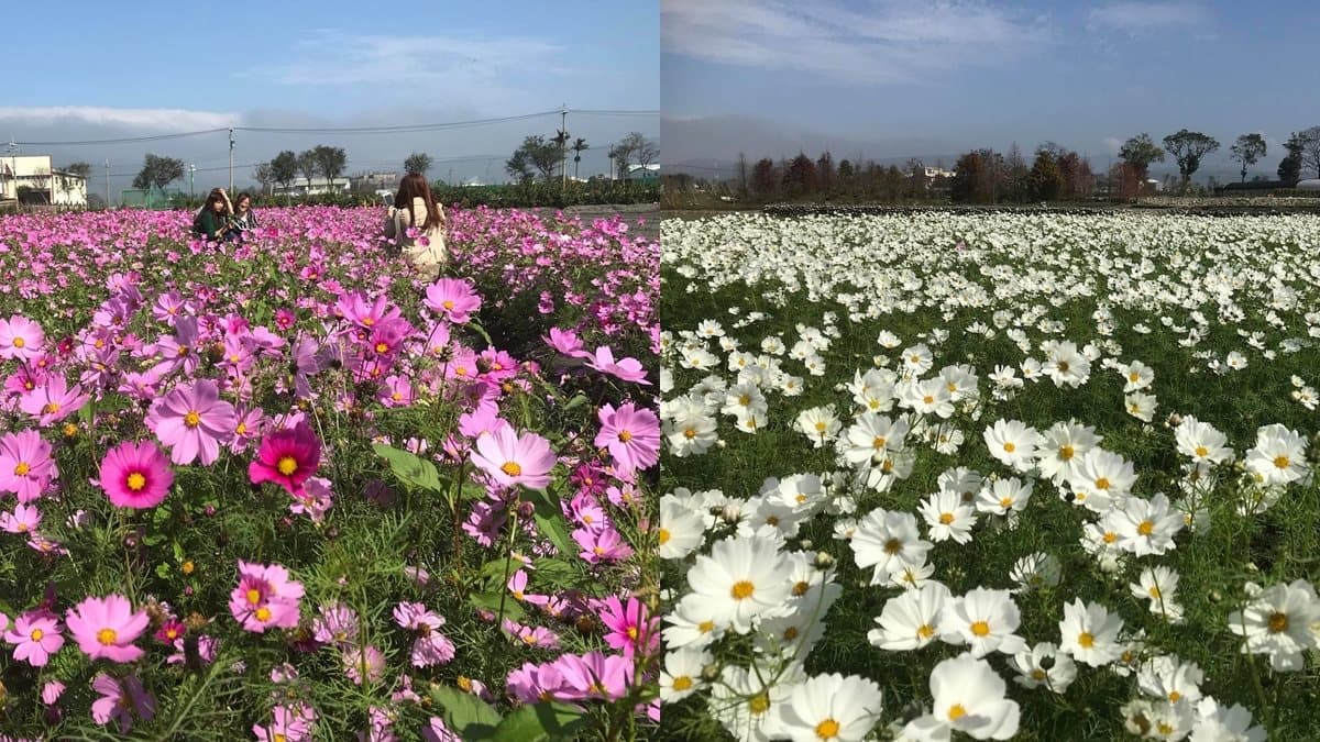 台灣美照搶拍!20萬株鬱金香攻佔IG版面 台灣美照搶拍!20萬株鬱金香攻佔IG版面