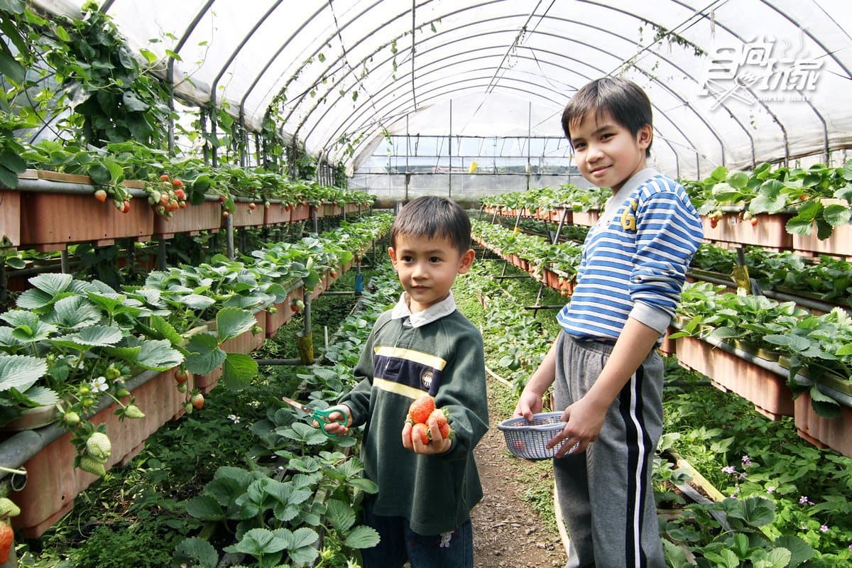 春節好去處 8家「主題農牧場」懶人包 春節好去處 8家「主題農牧場」懶人包