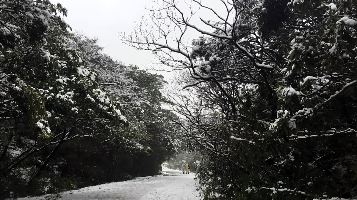 霸王級寒流!3處低海拔賞雪把握這幾天