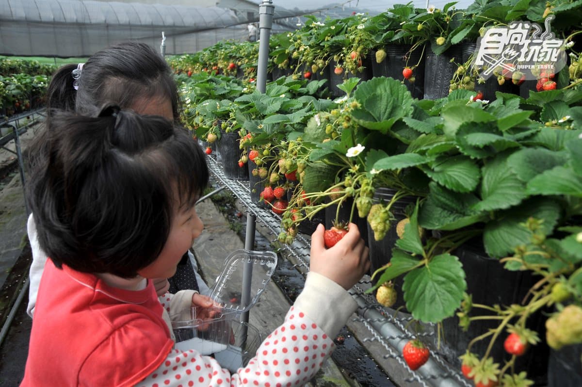 春節好去處 8家「主題農牧場」懶人包 春節好去處 8家「主題農牧場」懶人包