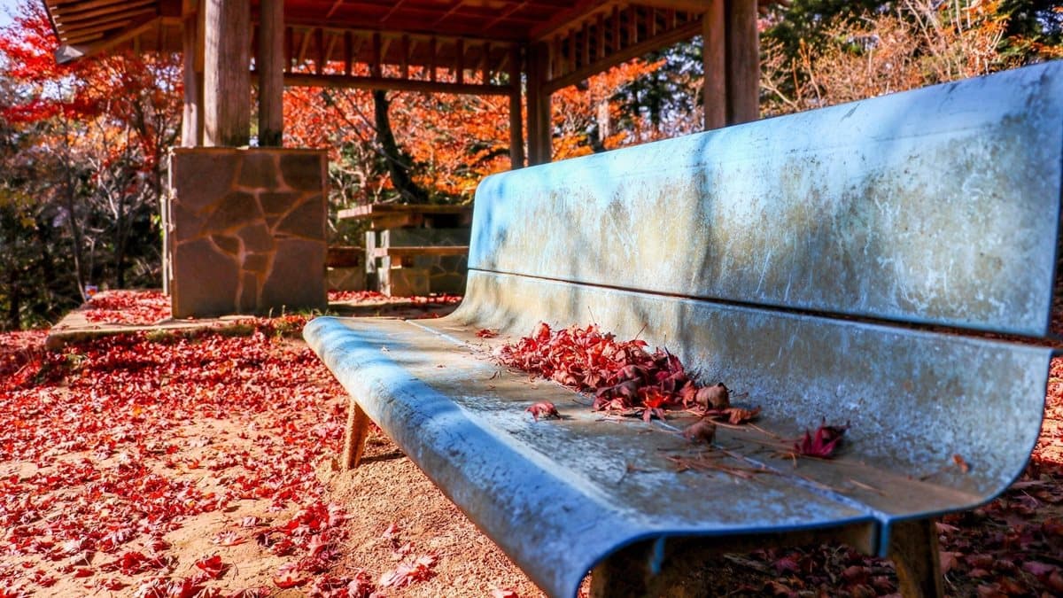東京人都到這裡補充正能量!神社配楓紅太美了