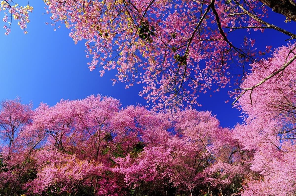 韓國賞櫻秘境!10大景點開花預測 韓國賞櫻秘境!10大景點開花預測