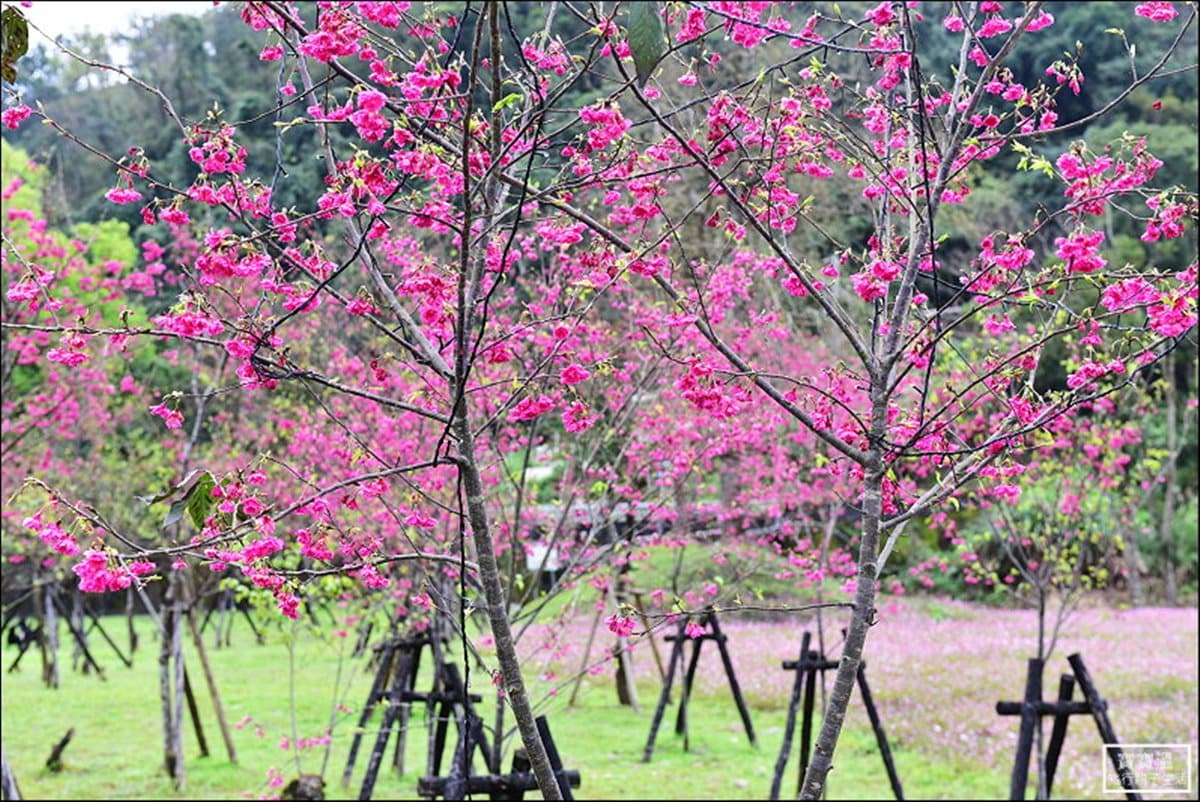 一路美到3月底!全台賞花20熱點:台版「富良野」、台灣鬱金香故鄉、金橘花海瀑布 一路美到3月底!全台賞花20熱點:台版「富良野」、台灣鬱金香故鄉、金橘花海瀑布