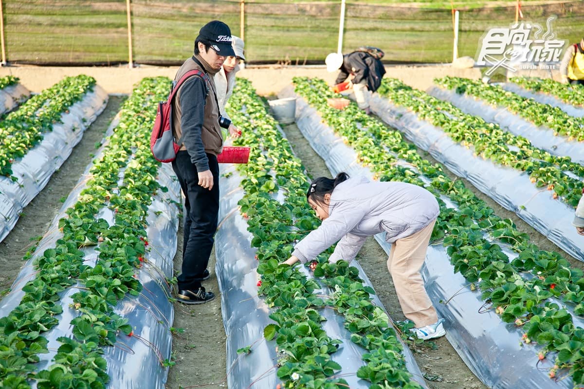 想吃草莓自己採!台北「內湖草莓季」夢幻登場 想吃草莓自己採!台北「內湖草莓季」夢幻登場