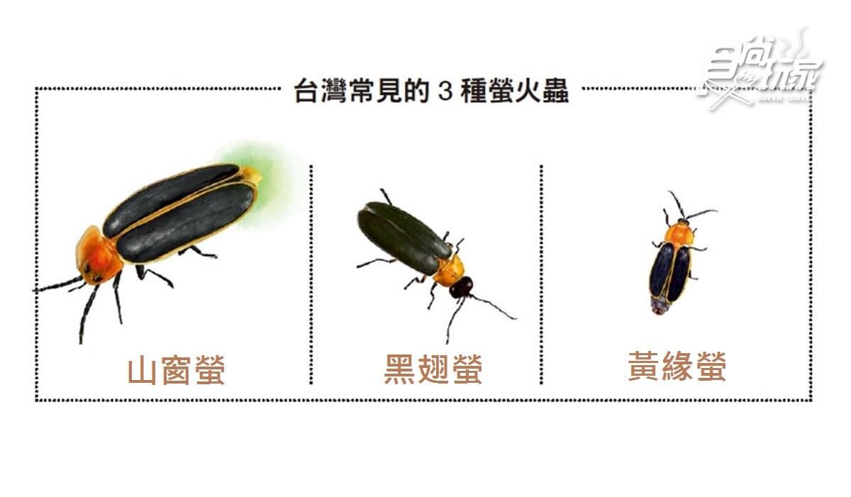 全台6大賞螢祕境→第3個點好像「螢火蟲瀑布」 全台6大賞螢祕境→第3個點好像「螢火蟲瀑布」