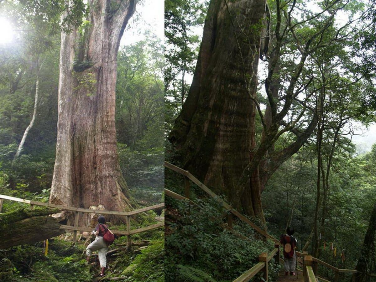 全台6個賞螢露營地!螢光菇、發光飛鼠、神木群一次看個夠 全台6個賞螢露營地!螢光菇、發光飛鼠、神木群一次看個夠