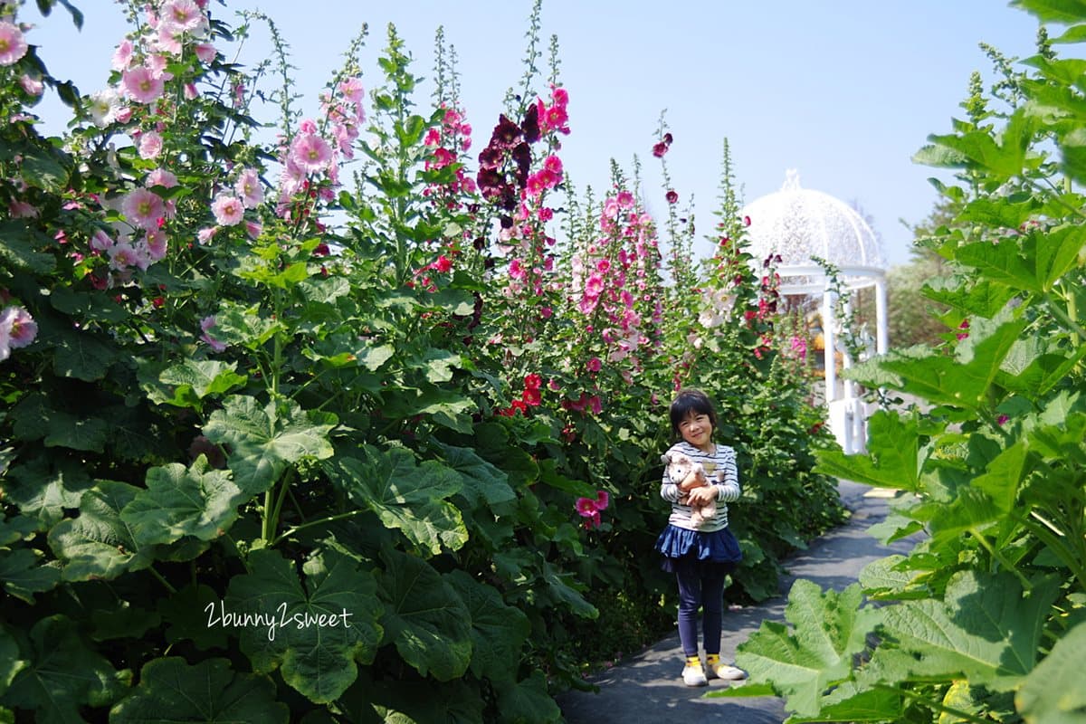 【春假怎麼玩】比人還高!夢幻「蜀葵花海」成熱門打卡點 【春假怎麼玩】比人還高!夢幻「蜀葵花海」成熱門打卡點