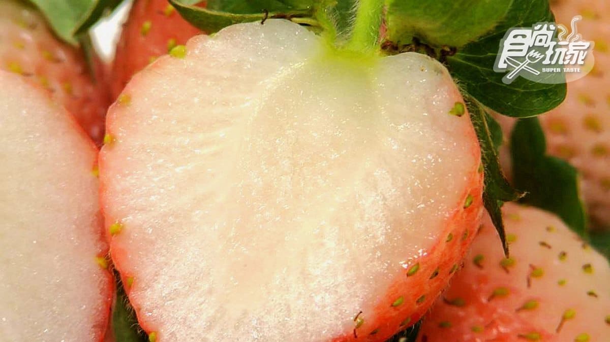 宜蘭可以採日本白草莓 快來採好採滿! 宜蘭可以採日本白草莓 快來採好採滿!