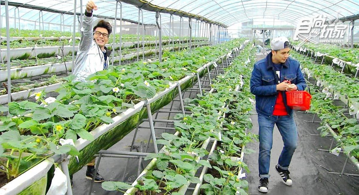 宜蘭可以採日本白草莓 快來採好採滿! 宜蘭可以採日本白草莓 快來採好採滿!