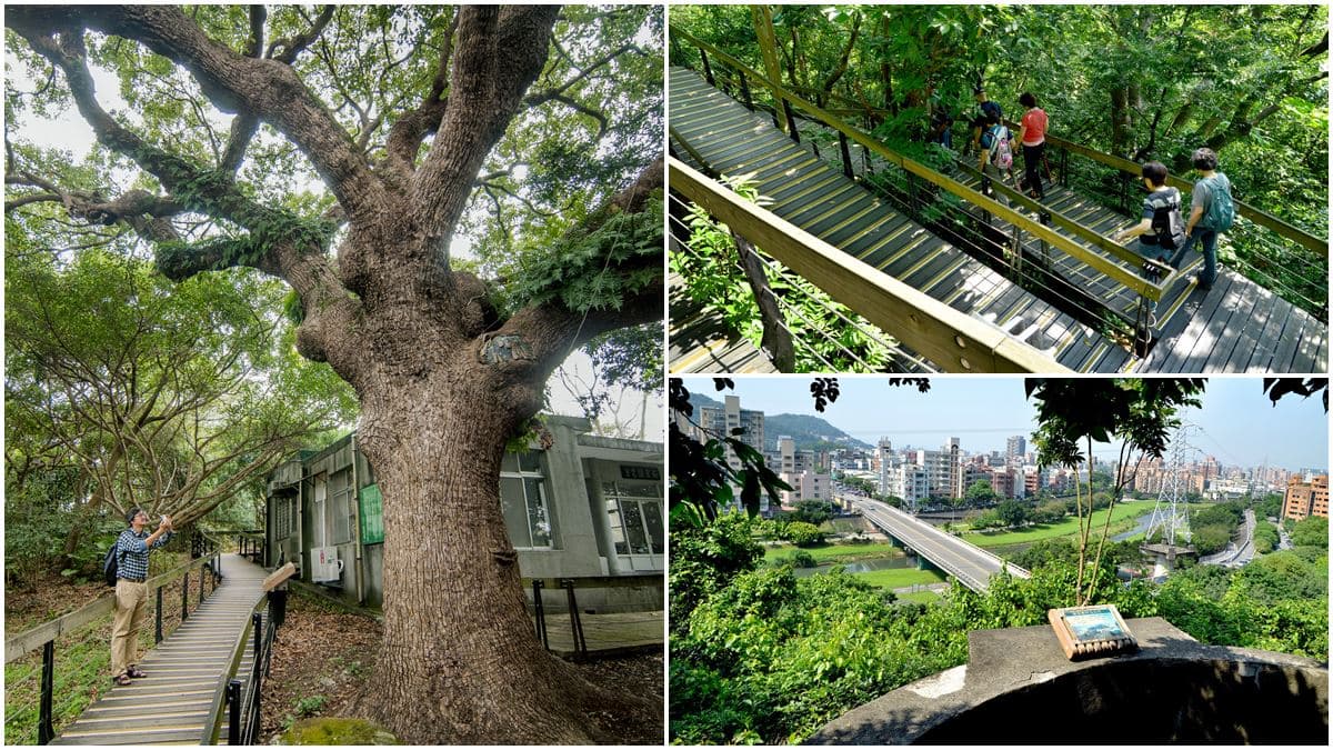台北最神祕古老綠空間!登百二崁探300年巨樹+3家必吃道地異國料理 台北最神祕古老綠空間!登百二崁探300年巨樹+3家必吃道地異國料理