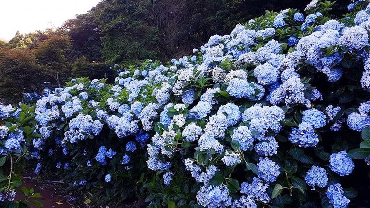 繡球花海開了!5月夢幻限定打卡點,藍紫色花牆綻放中! 繡球花海開了!5月夢幻限定打卡點,藍紫色花牆綻放中!