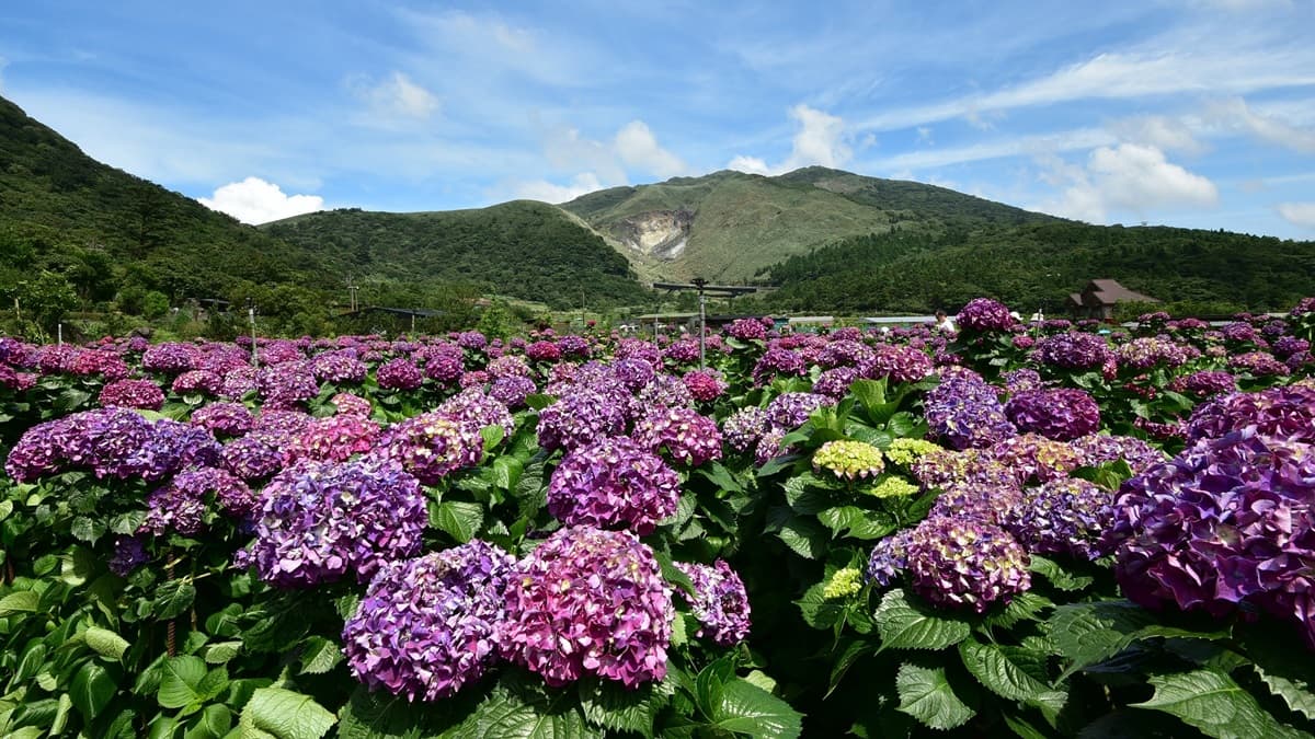 繡球花海開了!5月夢幻限定打卡點,藍紫色花牆綻放中!