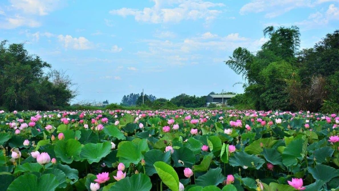 白河蓮花開了!一路逛老街、種蓮花、蓮田幸福用餐 深度體驗讓你玩透透 白河蓮花開了!一路逛老街、種蓮花、蓮田幸福用餐 深度體驗讓你玩透透