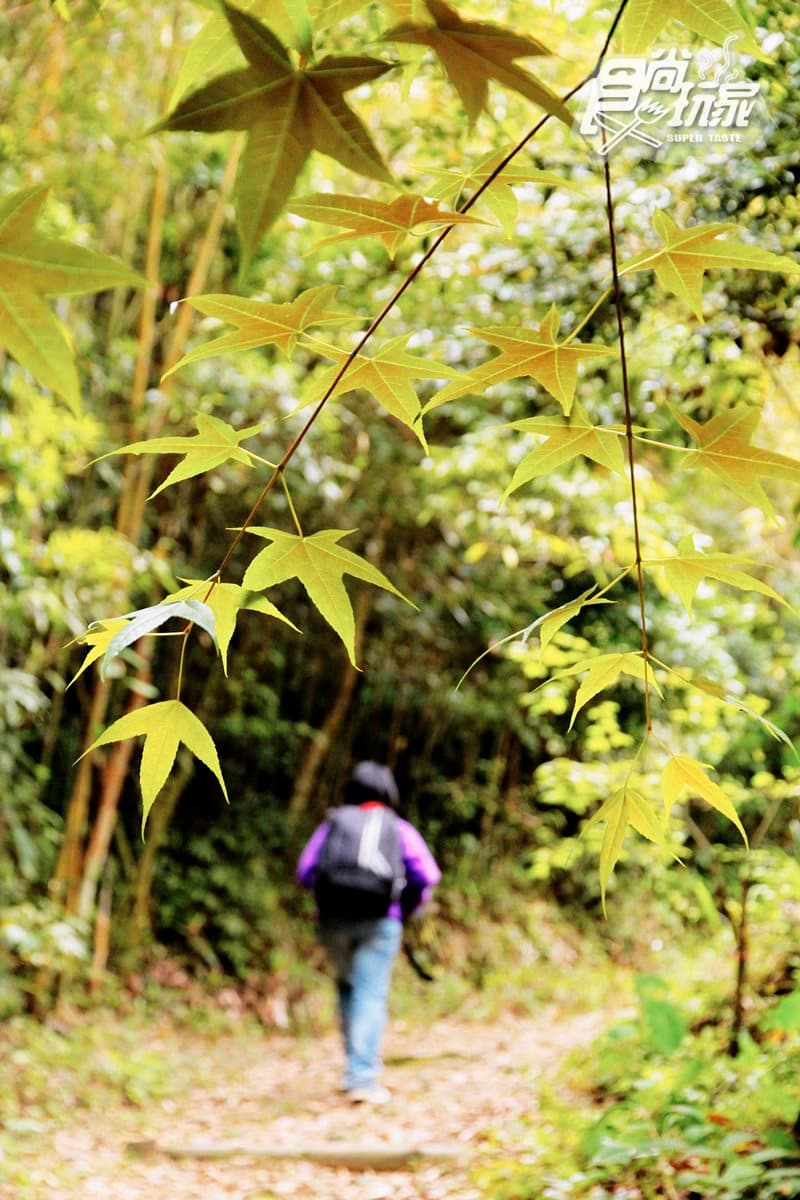 大窩山賞桐追螢2日遊!看魚藤纏巨木百年奇景、走神祕古圳道試膽、嘗「老街三寶」 大窩山賞桐追螢2日遊!看魚藤纏巨木百年奇景、走神祕古圳道試膽、嘗「老街三寶」