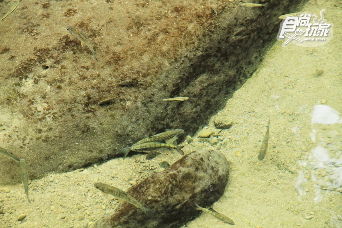 蓬萊溪護魚步道涼感2日遊!賞魚追螢、《賽德克‧巴萊》神仙谷、吃「雜不囉唆」、矮靈祭神祕湖 蓬萊溪護魚步道涼感2日遊!賞魚追螢、《賽德克‧巴萊》神仙谷、吃「雜不囉唆」、矮靈祭神祕湖