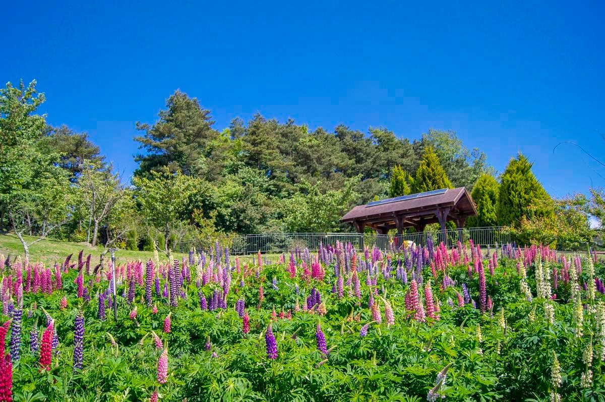 粉紫冰棒花開滿谷!超美「魯冰花」盛開5月底前賞一波! 粉紫冰棒花開滿谷!超美「魯冰花」盛開5月底前賞一波!