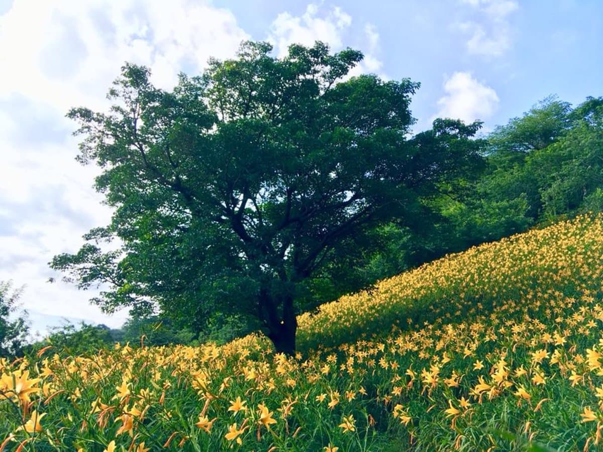 金針花海美景5月大爆發!「黃金花毯」開滿山坡超吸睛 金針花海美景5月大爆發!「黃金花毯」開滿山坡超吸睛