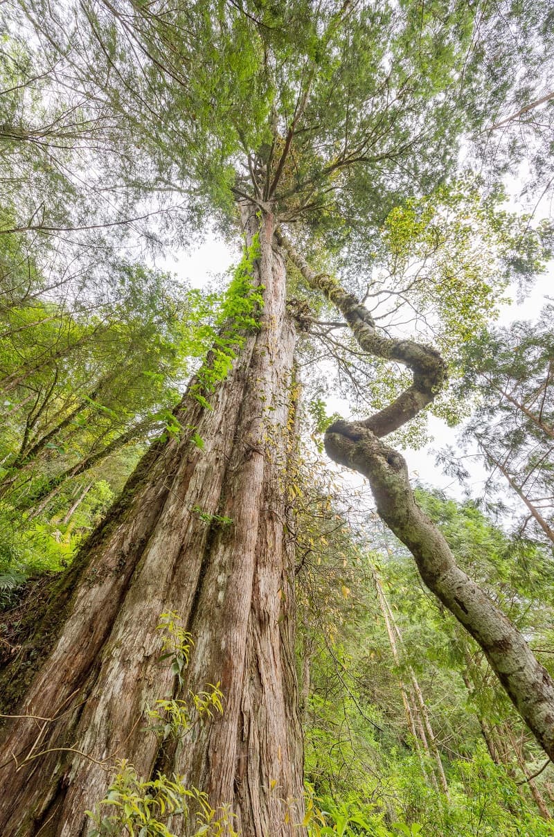 闖進馬告神木森林、與鯨同遊龜山島!飯店暑期特惠活動開跑 闖進馬告神木森林、與鯨同遊龜山島!飯店暑期特惠活動開跑