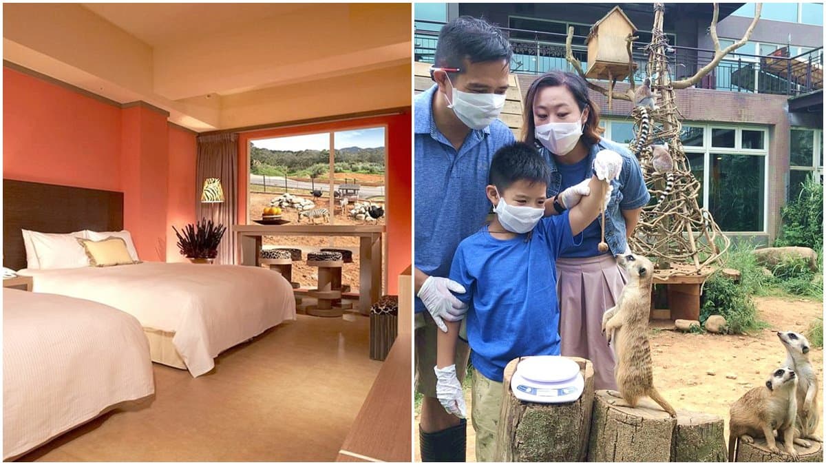 住飯店和「狐獴 」近距離接觸!可以看動物的這家飯店推住房優惠了