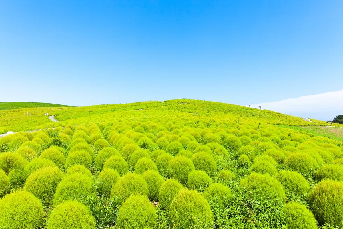 卡哇依捏!圓滾滾「掃帚草花海」3萬棵紅色球海好療癒 卡哇依捏!圓滾滾「掃帚草花海」3萬棵紅色球海好療癒