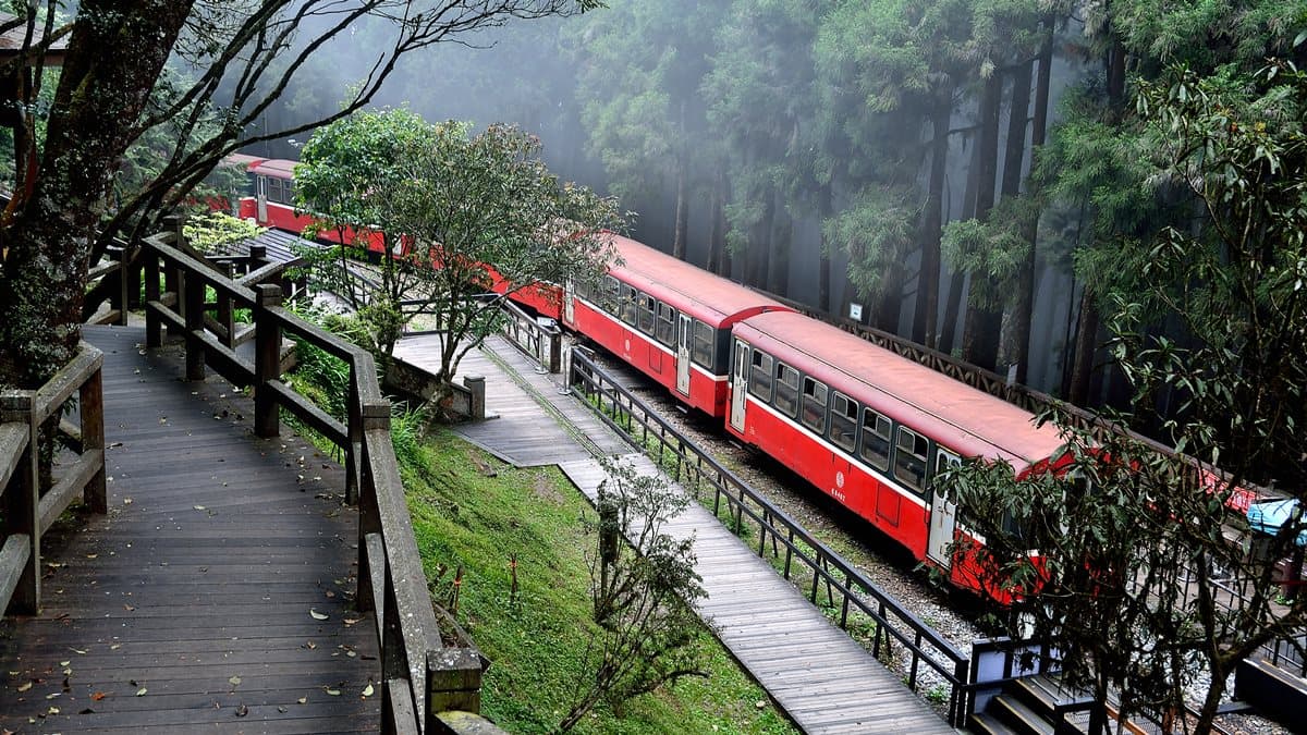 小火車復駛了!一次看遍「阿里山森鐵」亮點:千年光武檜神木、樹靈塔傳說、觀日原始步道
