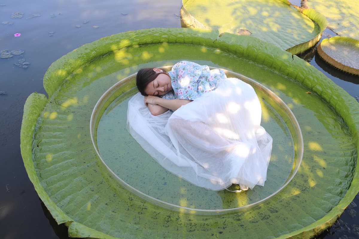 胖子不要怕,「水蓮漂浮法」讓你直接躺下去!8月看「大王蓮」美景正是時候 胖子不要怕,「水蓮漂浮法」讓你直接躺下去!8月看「大王蓮」美景正是時候