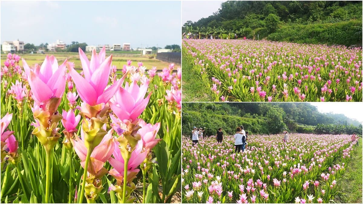 賞花最後一波!1萬5千株「薑荷花」粉嫩花海,免費入場拍美照