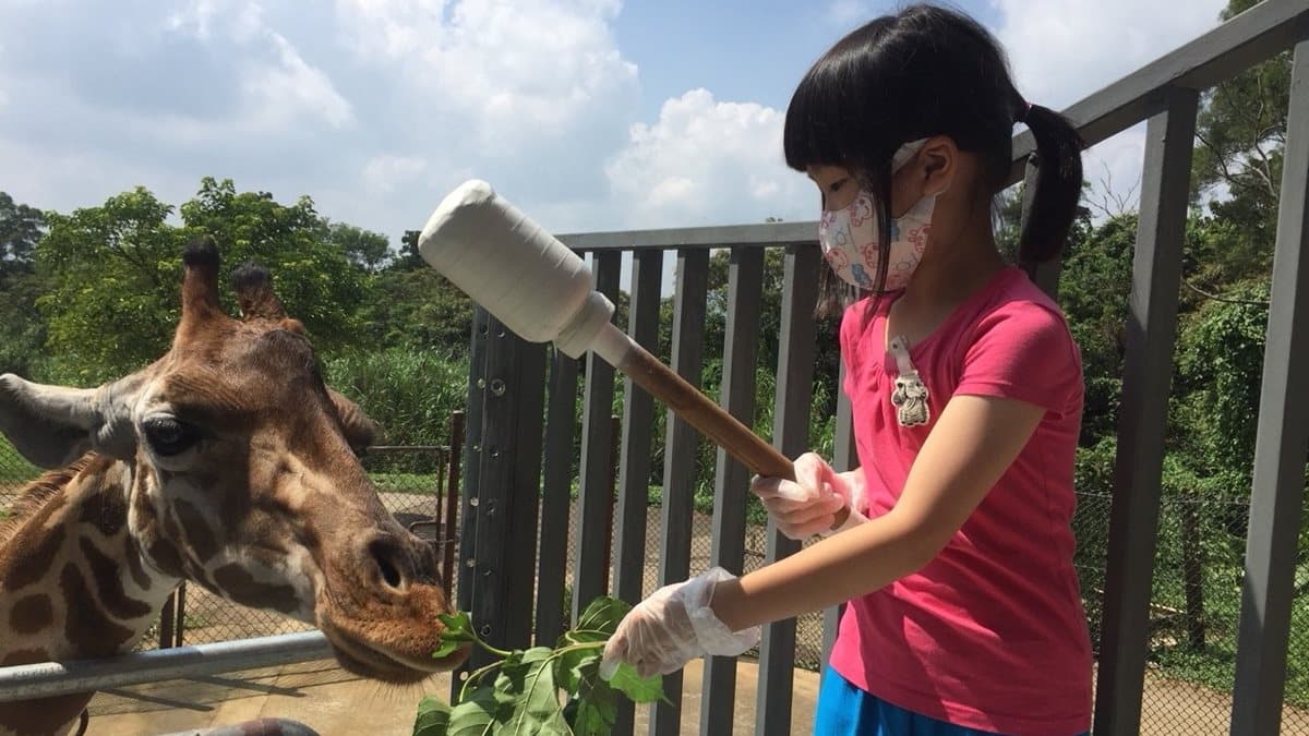動物園住一晚!化身「小小動保員」近距離接觸「長頸鹿」,入住「免費升級房型」