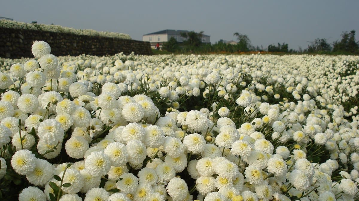 11月衝一波!苗栗賞「杭菊」花海+順遊6亮點:吊橋遠眺海景、吃杭菊餐