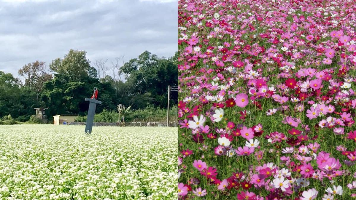 逛到腿斷!50公頃「新社花海」12/1開園,必拍韓劇場景「蕎麥花田」