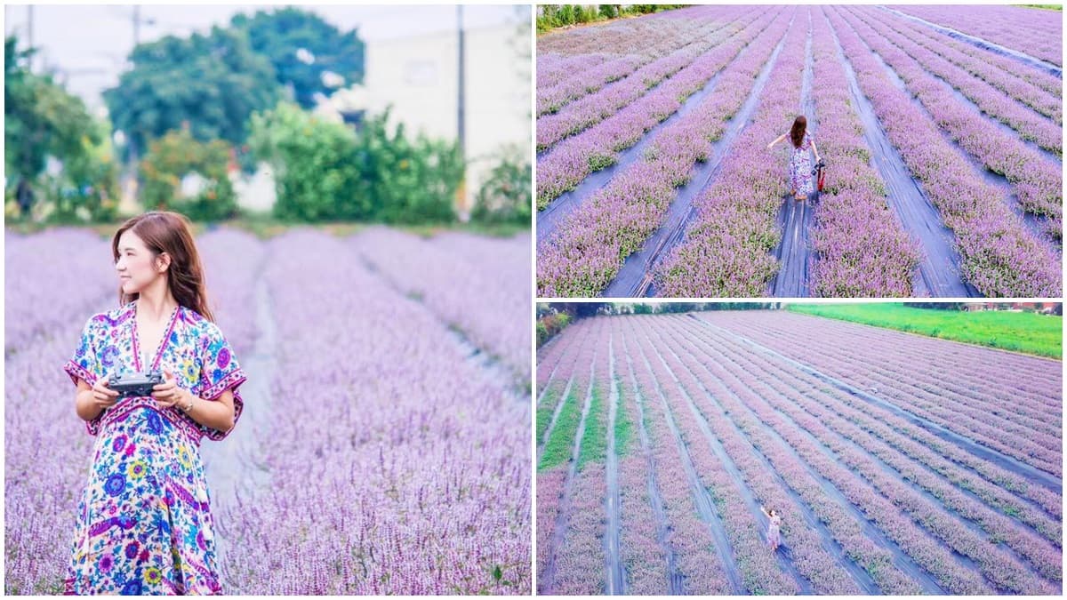 不用羨慕法國!台灣也有超夢幻「粉紫色花海」本週末登場