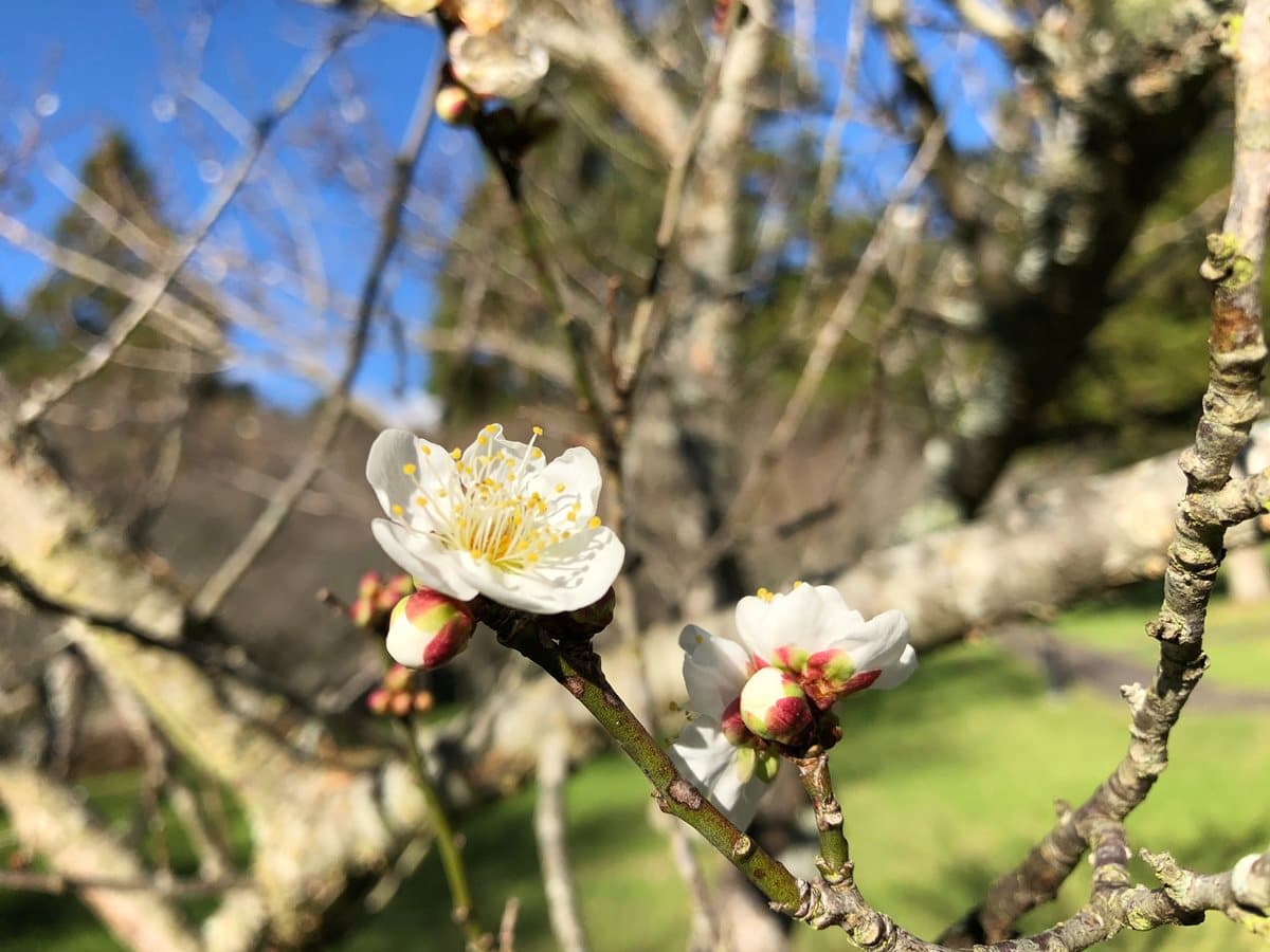 一路美到3月底!全台賞花20熱點:台版「富良野」、台灣鬱金香故鄉、金橘花海瀑布 一路美到3月底!全台賞花20熱點:台版「富良野」、台灣鬱金香故鄉、金橘花海瀑布