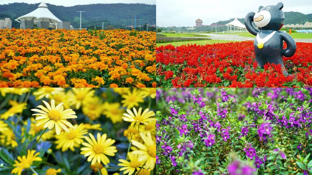 快衝「花海」最後一波! 大佳河濱公園1,500坪讓你拍好拍滿