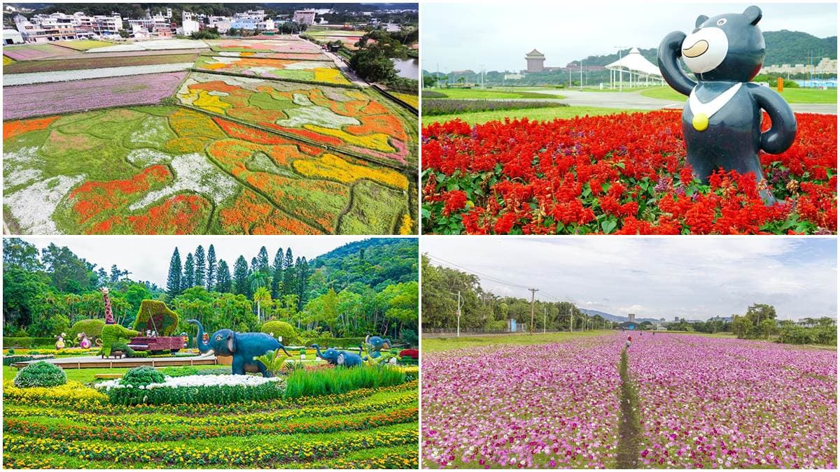 IG最愛!全台6大冬季美拍花海:關渡波斯菊、楊梅粉紫仙草、新社蕎麥花