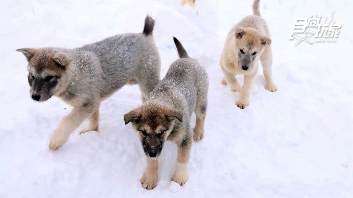 為什麼不可以摸雪橇犬?零下20度怎麼穿才暖?格陵蘭「生存守則」
