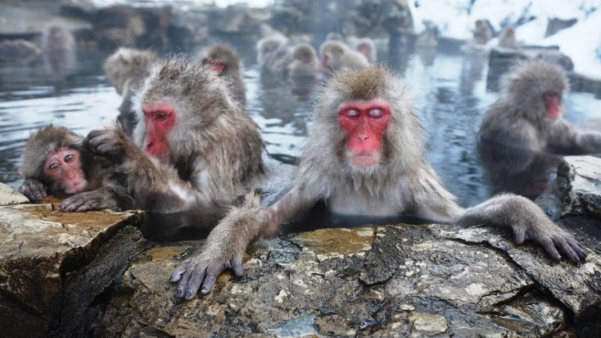 全球6大最有哏溫泉:野生猴子專用、夢幻淡藍泉水、世界最大溫泉湖 全球6大最有哏溫泉:野生猴子專用、夢幻淡藍泉水、世界最大溫泉湖